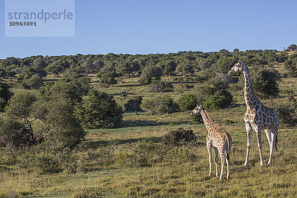 Mutter und Giraffenbaby; Südafrika'.
