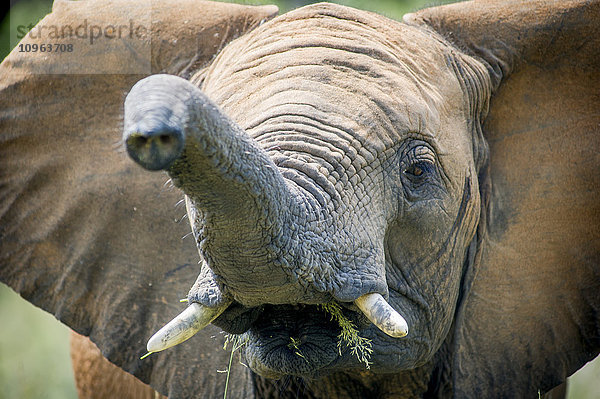 Elefant (elephantidae) bei der Fütterung im Dinokeng-Wildreservat; Südafrika'.