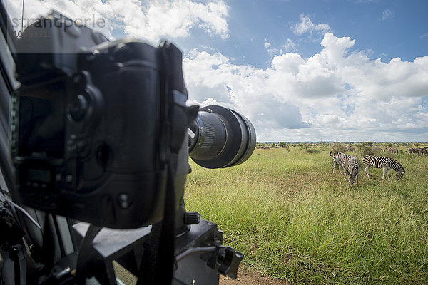 An einem Fahrzeug montierte Kamera  die auf ein Steppenzebra (Equus quagga) gerichtet ist  Krüger-Nationalpark; Südafrika'.