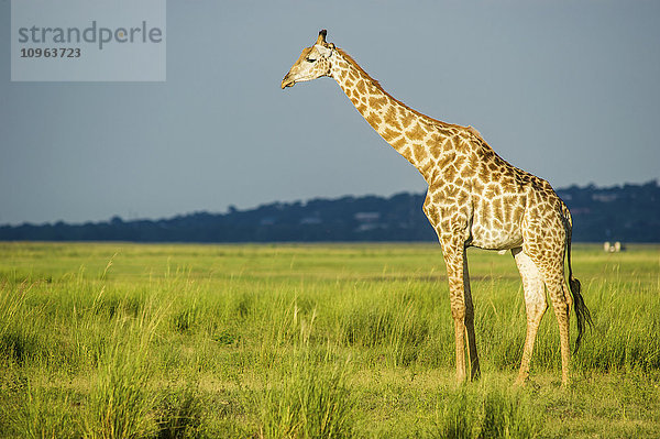 Giraffe (Giraffa camelopardalis)  Chobe National Park; Kasane  Botswana'.