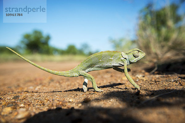 Chamäleon (Chamaeleonidae)  Kruger National Park; Südafrika'.