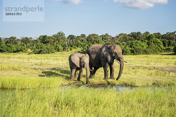 Afrikanische Elefanten (Loxodonta)  Chobe-Nationalpark; Kasane  Botsuana'.