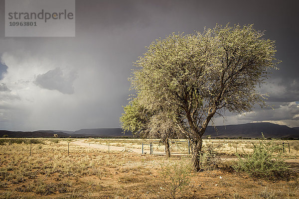 Baum wächst in der Wüste unter Gewitterwolken; Namibia'.