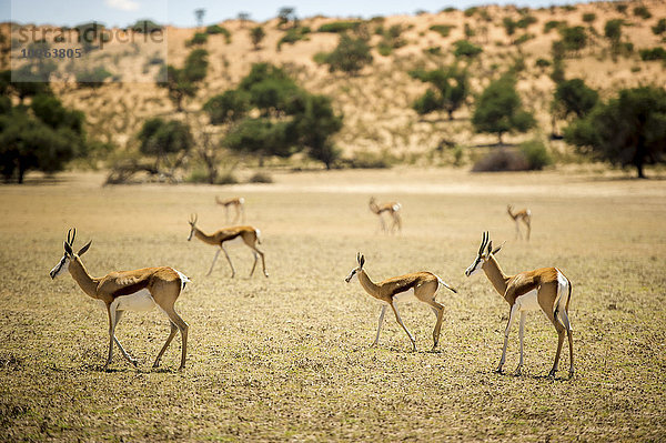 Springbock (Antidorcas marsupialis)  der gemeinsam durch den Khalagadi Transfrontier Park streift; Südafrika'.