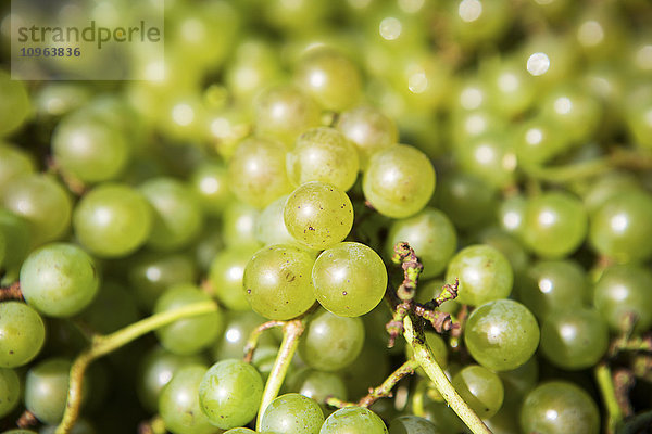 Detail von grünen Weintrauben; Maryland  Vereinigte Staaten von Amerika'.