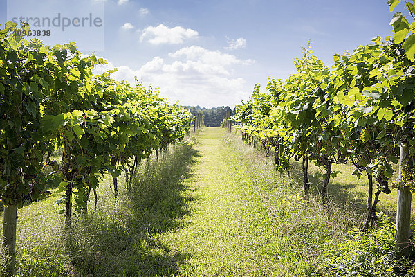 Lange Reihen von Weinstöcken in einem Weinberg; Maryland  Vereinigte Staaten von Amerika'.