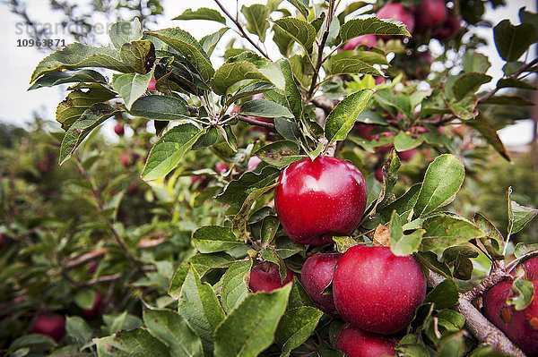 Rote Äpfel an einem Apfelbaum in einem Obstgarten; Elkton  Maryland  Vereinigte Staaten von Amerika'.