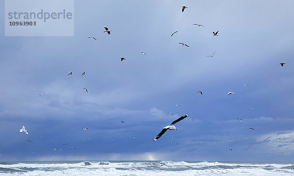 Möwen  die über einem stürmischen Himmel und einem Surfstrand an der Westküste aufsteigen; Südinsel  Neuseeland'.