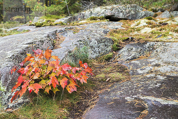 Nahaufnahme eines jungen Ahorns mit roten Blättern auf steinigem Boden  Killarney Provincial Park; Ontario  Kanada'.