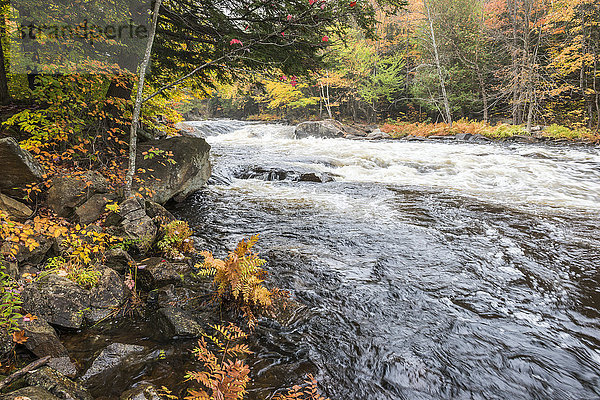 Bunter Herbstwald am Ufer des reißenden Flusses Oxtongue; Muskoka  Ontario  Kanada'.