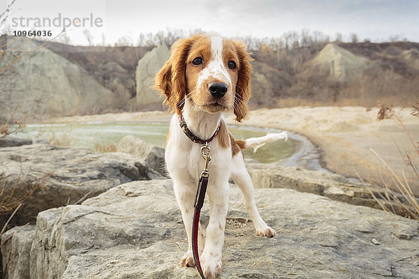 Welsh Springer Spaniel Welpe im Bluffers Park; Scarborough  Ontario  Kanada'.