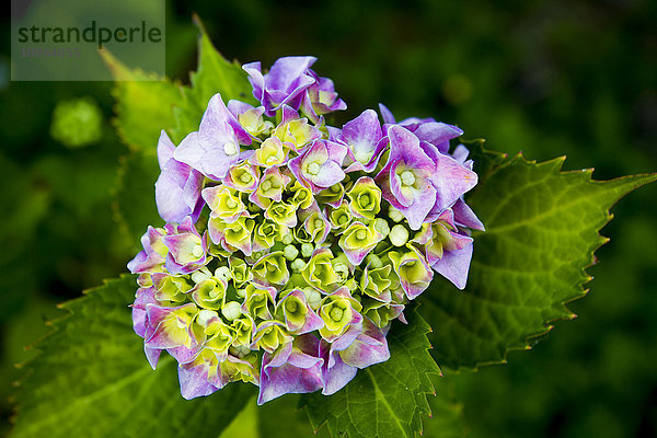 Nahaufnahme einer blühenden violetten Hortensie; British Columbia  Kanada'.