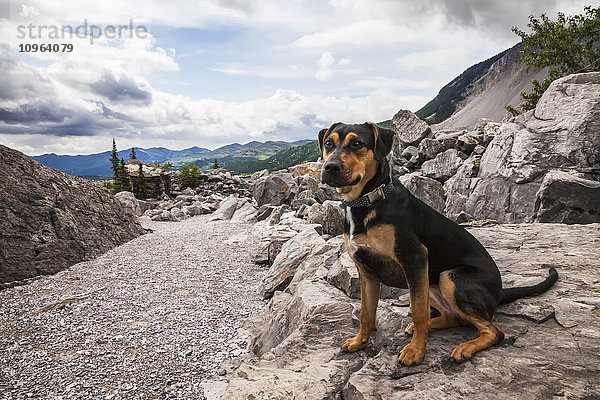 Welpe hält für ein Porträt an  während er durch die Pfade des Frank Slide Interpretive Centre in Crowsnest Pass  Alberta  Kanada  wandert.