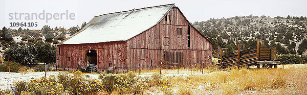 Ein früher Schneesturm bestäubt ein altes rotes Scheunendach  die blühende Chamisa und die Umgebung im Herbst; Cedarville  Kalifornien  Vereinigte Staaten von Amerika'.