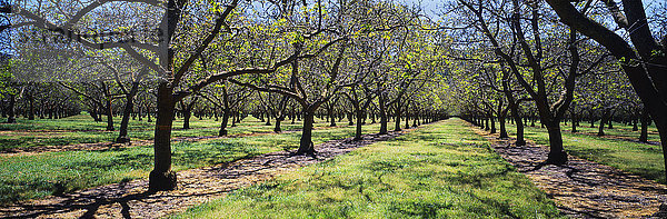 Wäldchen mit ausgewachsenen Walnussbäumen  die im zeitigen Frühjahr gerade ihre Blätter austreiben  in der Nähe von Bowie; Arizona  Vereinigte Staaten von Amerika'.