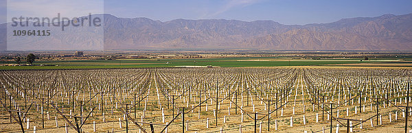 Neu angelegter Weinberg mit Pfählen und weißen Schutzhüllen dominiert den Vordergrund  dahinter grüne Felder und Berge  Coachella Valley; Mekka  Kalifornien  Vereinigte Staaten von Amerika'.