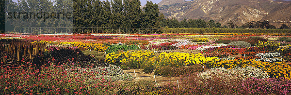 Mehrere Blumensorten sind in einem Patchwork gepflanzt und im Spätsommer in Ventura County zu sehen  Bäume und Berge im Hintergrund; Santa Paula  Kalifornien  Vereinigte Staaten von Amerika'.