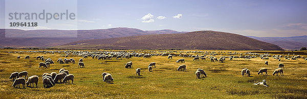 Eine große Schafherde grast auf einer Wiese  während ein gelber Labrador Retriever im Vordergrund Wache hält  dahinter Hügel und blauer Himmel; Pickletown  Utah  Vereinigte Staaten von Amerika'.
