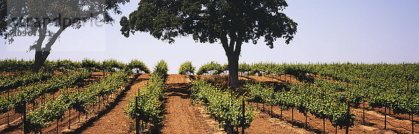 Reihen mittelgroßer Weinreben im späten Frühjahr an einem Hang unter geschützten Eichen im kalifornischen Central Valley; Lodi  Kalifornien  Vereinigte Staaten von Amerika'.