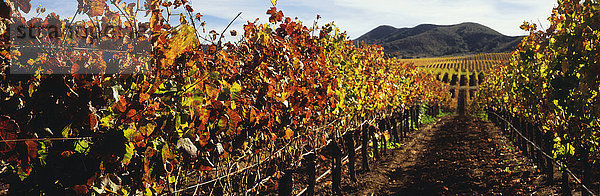 Herbstlicher Blick zwischen Reihen von Weinstöcken im Santa Ynez Valley mit weiteren Reihen auf einem sanften Hügel und Bergen dahinter; Lompoc  Kalifornien  Vereinigte Staaten von Amerika'.