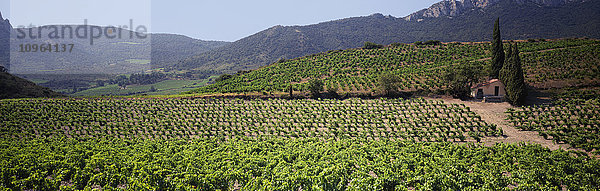 Reihen mittelgroßer Weinreben im Sommer auf einem Weinberg in Hanglage  Gebäude und Hügel im Hintergrund  Sonoma County; Healdsburg  Kalifornien  Vereinigte Staaten von Amerika'.