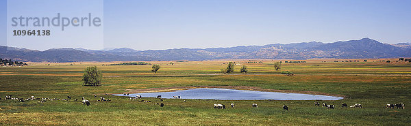 Eine Herde von Holstein-Rindern weidet und trinkt am Lake Henshaw  mit Wiesen und Bergen im Hintergrund; Kalifornien  Vereinigte Staaten von Amerika