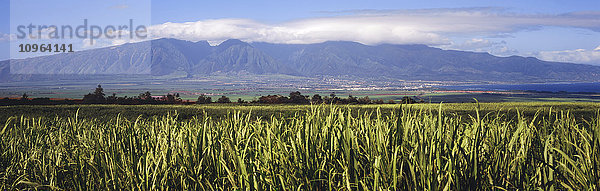 Zuckerrohrfeld mit dem Pazifischen Ozean  den Bergen von West Maui und den Wolken im Hintergrund; Makawao  Maui  Hawaii  Vereinigte Staaten von Amerika'.