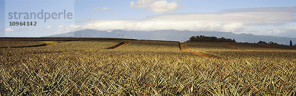Dichtes Feld mit Ananaspflanzen vor der Fruchtbildung  im Hintergrund die Berge von Maui; Makawao  Maui  Hawaii  Vereinigte Staaten von Amerika'.