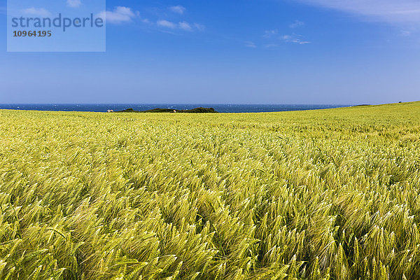 Gerstenfeld mit blauem Himmel und dem Meer in der Ferne; Bretagne  Frankreich'.