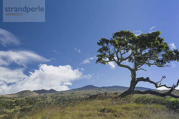 Koa-Baum (Koa-Akazie) entlang der Mana Road in der Nähe von Kamuela  mit Blick auf die Ausläufer des Mauna Kea und sich bildende Kumulus- und Linsenwolken; Insel Hawaii  Hawaii  Vereinigte Staaten von Amerika'.