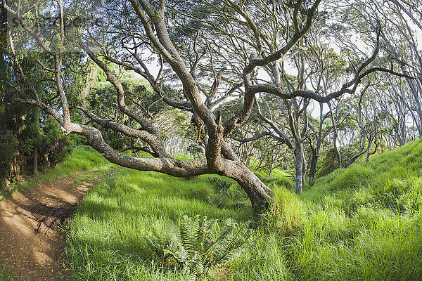 Koa-Bäume (Koa-Akazie) im Keanakolu State Park entlang der Mana Road; Keanakolu  Insel Hawaii  Hawaii  Vereinigte Staaten von Amerika'.