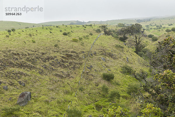 Kaohe Restoration Area in der Nähe von Kamuela  Hawaii  am Fuße der Kohala Range mit vielen Koa-Bäumen (Koa-Akazie) und einem Zaun  um Wildschweine fernzuhalten; Insel Hawaii  Hawaii  Vereinigte Staaten von Amerika'.