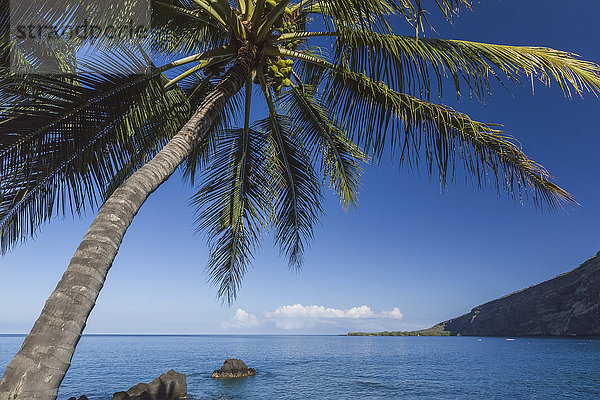 Kokospalme (Cocos nucifera) in der Kealakekua-Bucht mit Blick auf das Captain-Cook-Denkmal; Kona  Hawaii  Insel Hawaii  Vereinigte Staaten von Amerika'.