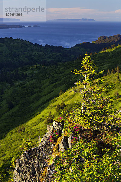 Blick vom Pillar Mountain auf die Küste der Insel Kodiak mit Kamtschatka-Rhododendren (Rhododendron camtschaticum) im Vordergrund  Südwest-Alaska  Sommer