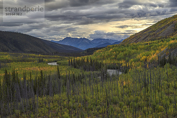 Die Bäume verfärben sich  während der Sommer dem Herbst weicht  entlang der South Canol Road und mit Blick auf den Lapie River; Yukon  Kanada'.