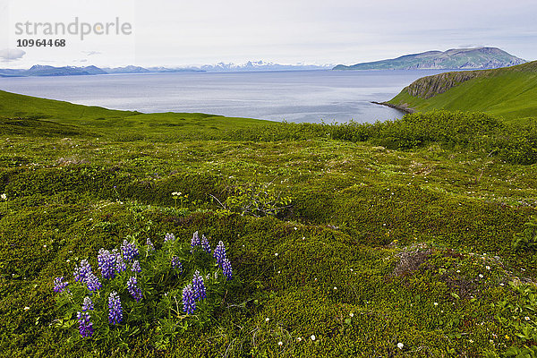 Aussicht auf die grünen Klippen entlang der Küste von Popof Island in der Nähe von Sand Point  Südwest-Alaska  USA  Sommer'.