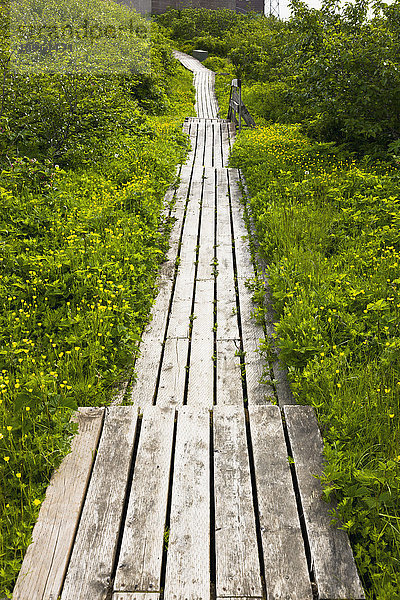 Gestrüpp und Blumen  die einen verwitterten Promenadenweg überwuchern  Sand Point  Popof Island  Südwest-Alaska  USA  Sommer'