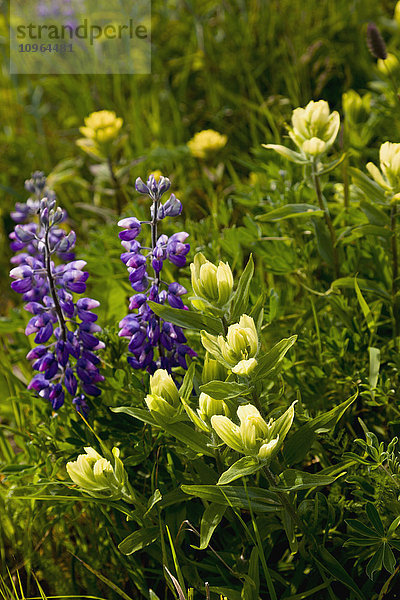 Blühende Lupine zwischen anderen Wildblumen in der Tundra  Sand Point  Popof Island  Südwest-Alaska  USA  Sommer
