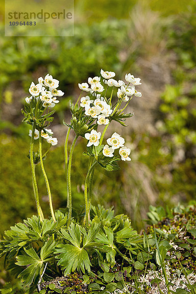 Detail von blühenden weißen Wildblumen in der Tundra  Sand Point  Popof Island  Südwest-Alaska  USA  Sommer'.