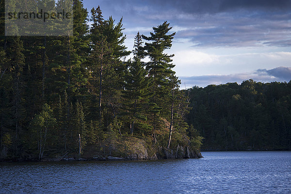 Kiefernwald entlang des Ufers eines Sees; Lake of the Woods  Ontario  Kanada'.