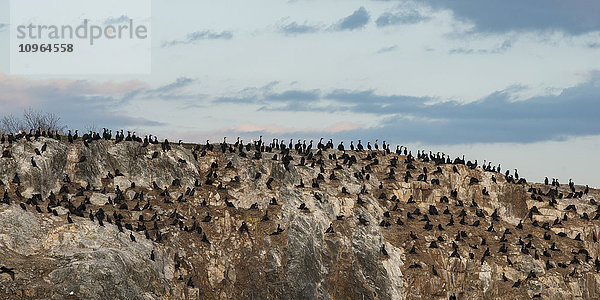 Zahlreiche schwarze Vögel sitzen auf einer Felslandschaft; Lake of the Woods  Ontario  Kanada'.