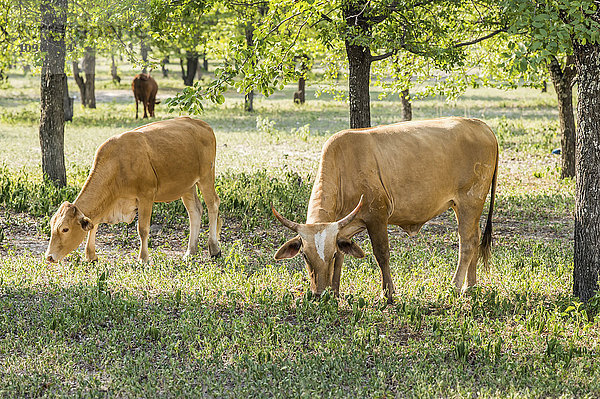 Rinder gemischter Rasse; Maun  Botswana'.