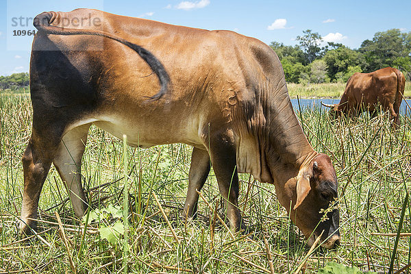 Weidende Kuh am Fluss; Dorf Sexaxa  Maun  Botswana'.