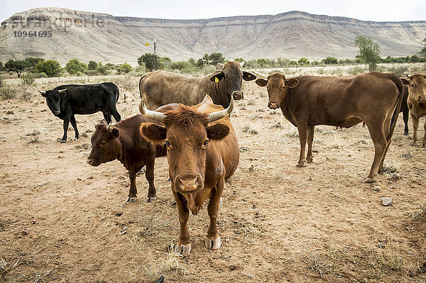 Rindvieh auf einem Feld; Namibia'.