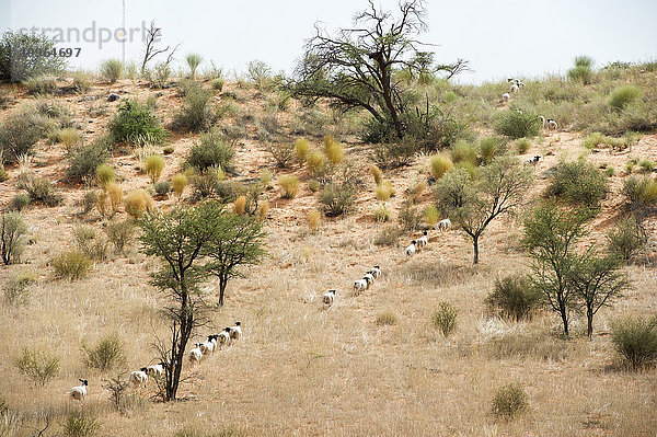Schafe in einer Reihe auf einer Farm; Namibia'.