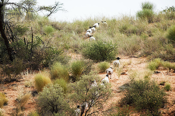 Schafe laufen in Reihen durch die afrikanische Landschaft; Namibia'.
