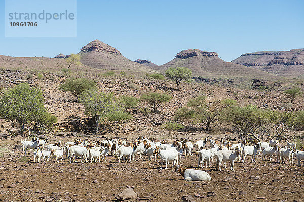 Ziegen (Capra aegagrus hircus) auf einer Farm; Namibia'.