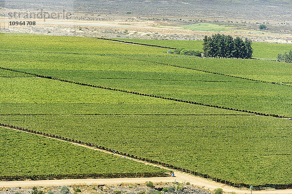 Südafrikanisches Farmland und Weinberge; Stellenbosch  Westkap  Südafrika'.