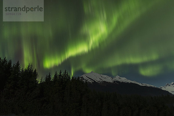 Aurora Borealis  Nordlichter  Tongass National Forest; Alaska  Vereinigte Staaten von Amerika'.