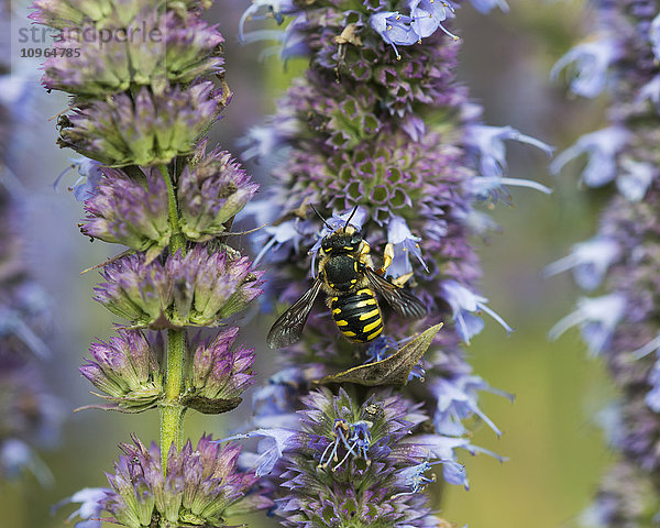 Eine Biene tankt Nektar von Blumen in einem Garten; Astoria  Oregon  Vereinigte Staaten von Amerika'.